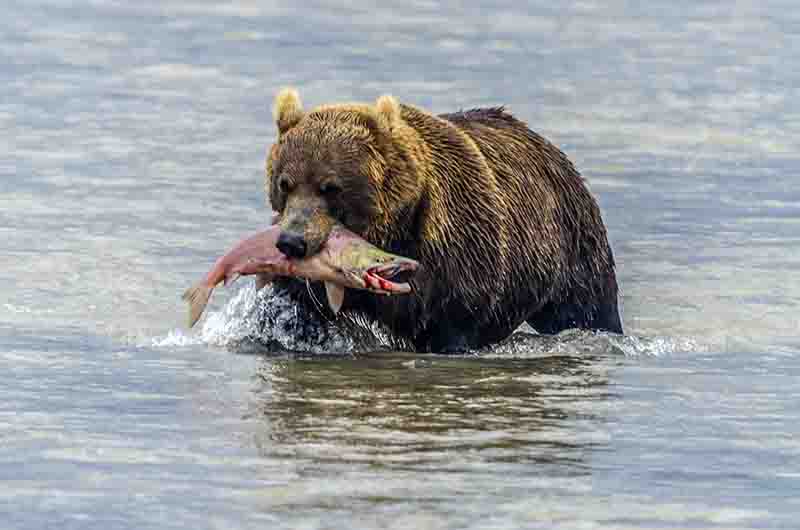 27 - Oso Pardo y salmon - Kamchatka - Rusia
